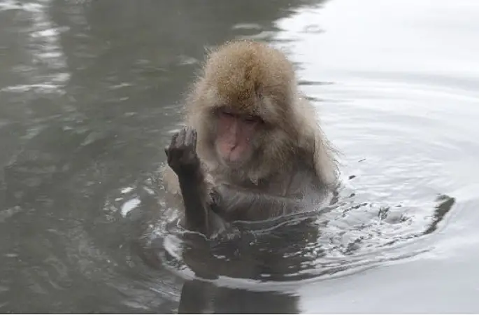 'Japonya'nın Vahşi Dünyası',   8 Eylül Salı Saat 20.00'de İki Bölüm Art Arda National Geographic WILD Ekranlarında!