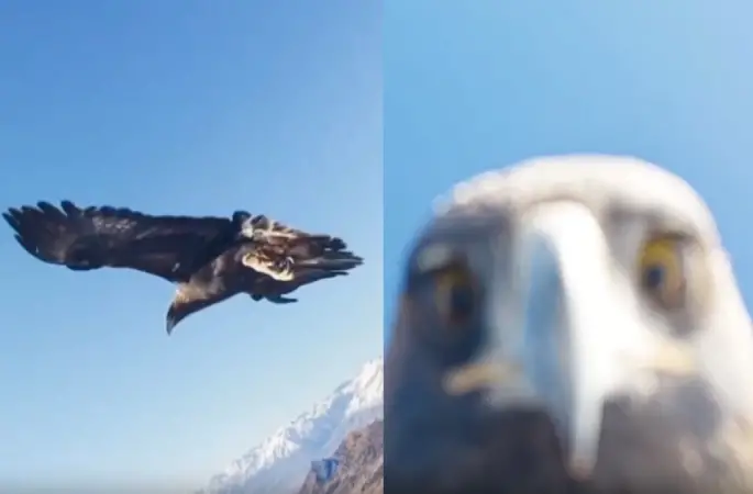 Kartal dorunu kaptı, ortaya çarpıcı görüntüler çıktı