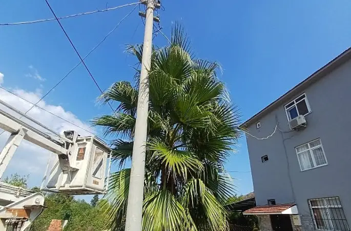 Kemer'de budama çalışmaları 