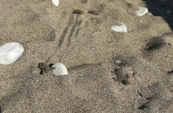 Kemer'de son caretta caretta yuvası açıldı 