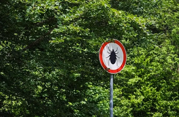 Kene Isırığında Erken Müdahale Hayat Kurtarıyor 