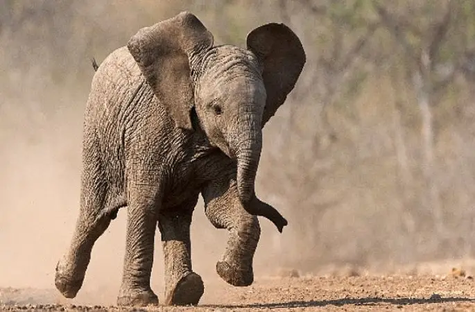 'Küçük Devler',   23 Ağustos Pazar Saat 20.00'de  National Geographic WILD Ekranlarında!   