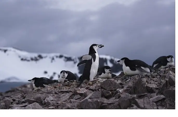 'Penguen Dünyası',   7 Ekim Çarşamba Saat 20.00'de National Geographic WILD Ekranlarında!