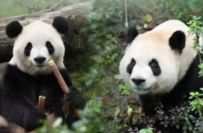 Pingping ve Fushuang adlı iki dev panda ABD’ye ulaştı