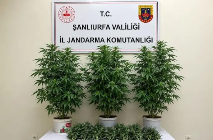 Şanlıurfa’da 13 kök kenevir ele geçirildi