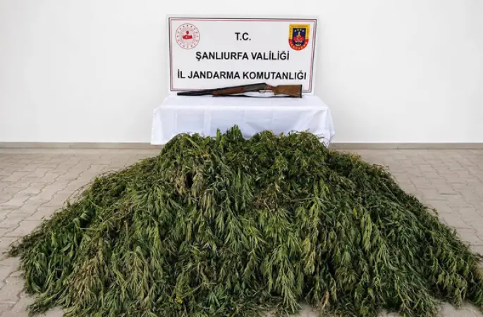 Şanlıurfa'da 610 kök kenevir ele geçirildi