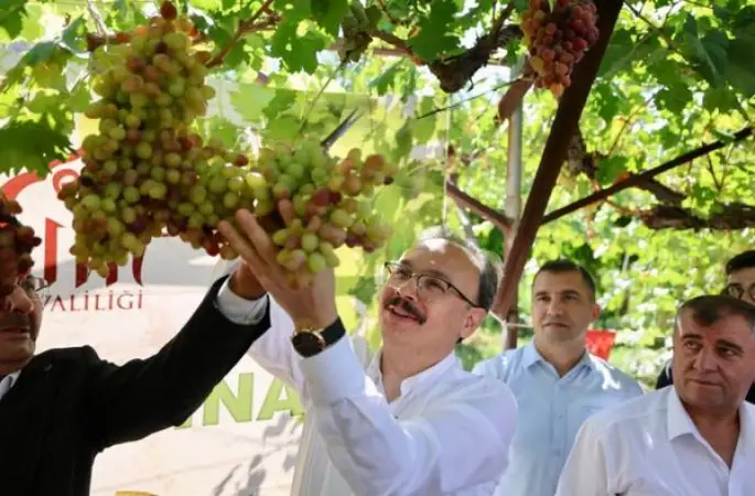 Siirt’te Tayfi üzümünde hasat dönemi başladı