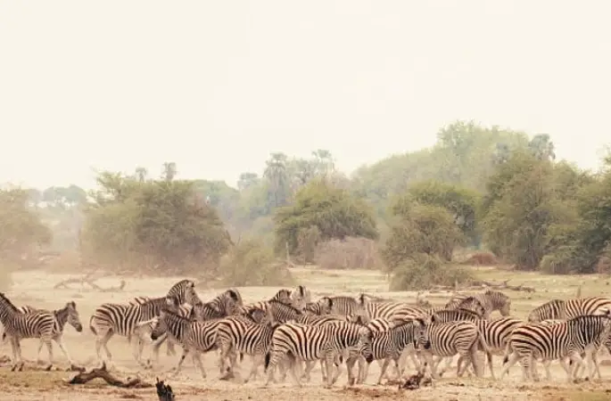 Sinematik Görselliğiyle Büyüleyecek Olan   'Vahşi Doğanın Tozu', 27 Eylül Pazar Saat 20.00'de   National Geographic WILD Ekranlarında İzleyicilerle Buluşuyor!