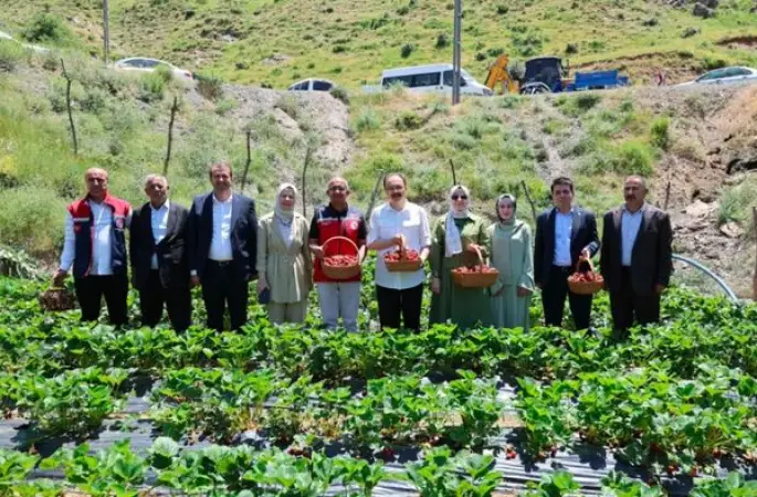 Şirvan’da çilek hasadı yapıldı