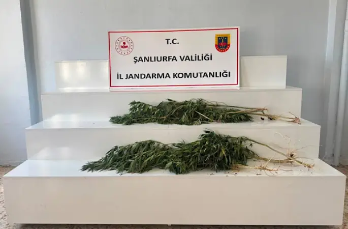 Viranşehir’de kenevir operasyonu