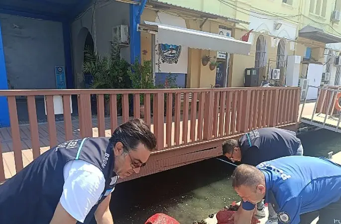 Yasa Dışı Kara Midye Avcılığına Geçit Yok